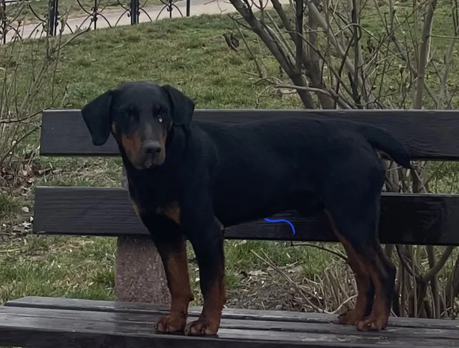 Знайшли собаку пса ягд тер'єра — Київ