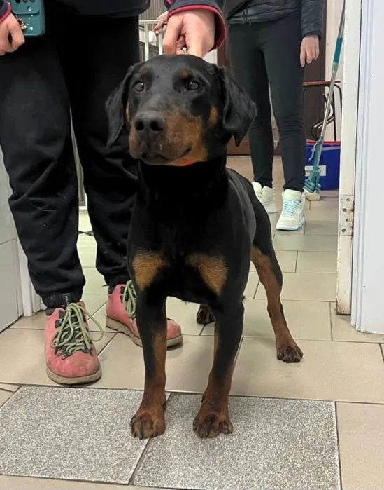 Знайшли собаку пса ягд тер'єра — Київ 3