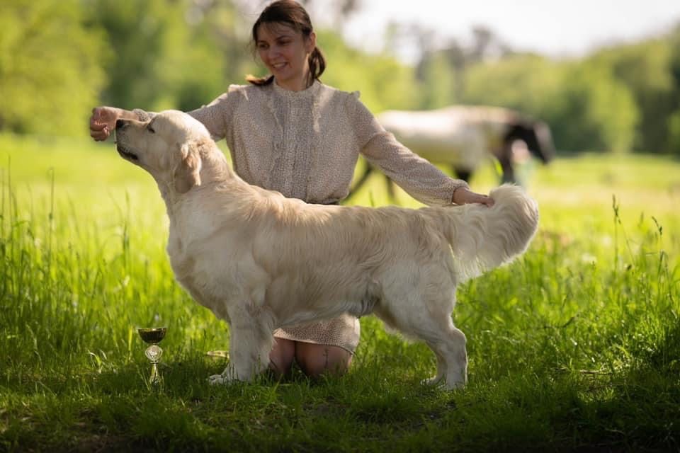 Золотистий ретривер — кобель для в'язки, Чемпіон України