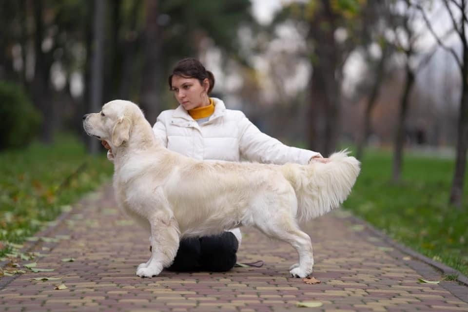 Золотистий ретривер — кобель для в'язки, Чемпіон України 2