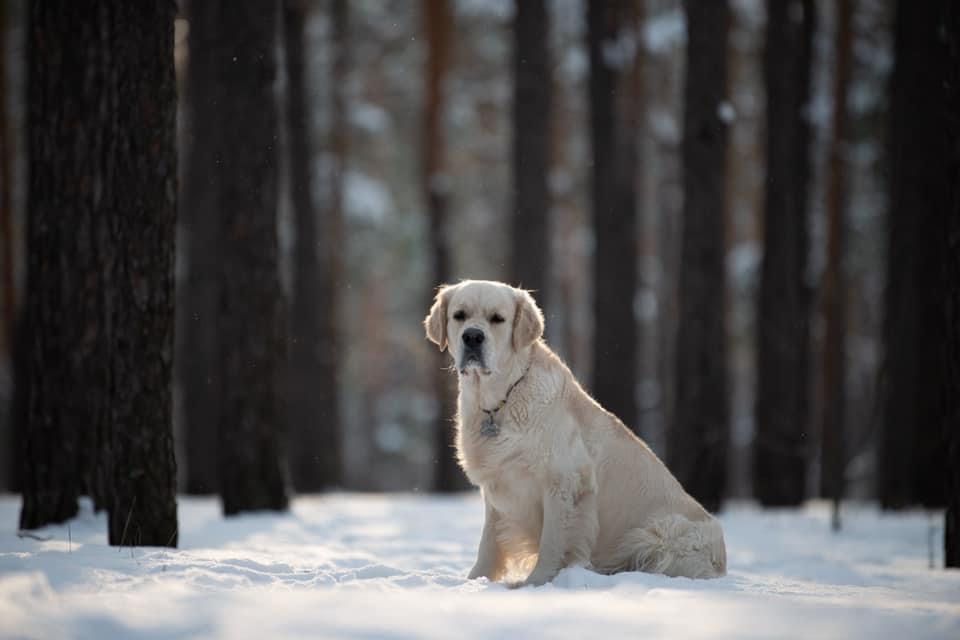 Золотистий ретривер — кобель для в'язки, Чемпіон України 4